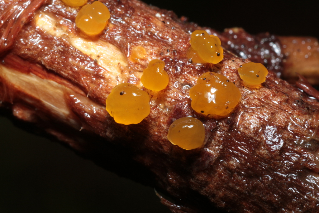 Dacrymyces sp. 'CA05'