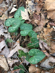 Hexastylis shuttleworthii