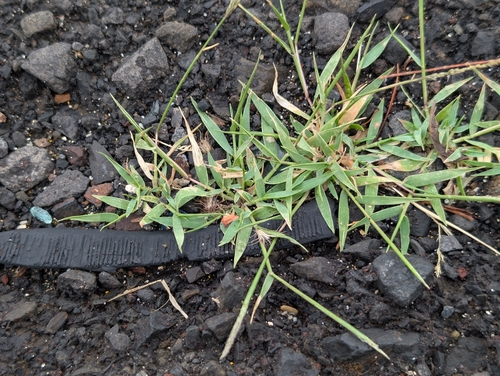 whorled dropseed (Sporobolus pyramidatus)