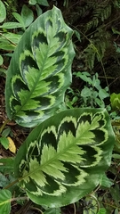 Goeppertia veitchiana
