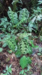 Goeppertia veitchiana