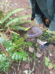 Ciboria rufofusca