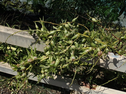 Image of Furcraea tuberosa by (c) Daniel Cahen, some rights reserved (CC BY)