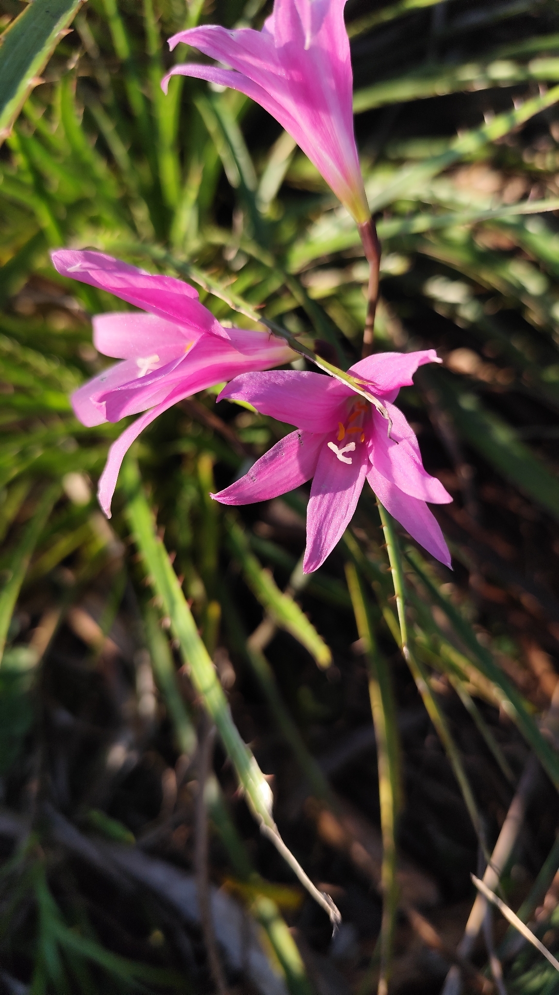 Zephyranthes pedunculosa
