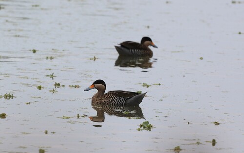Silver Teal (Spatula versicolor), photo 8