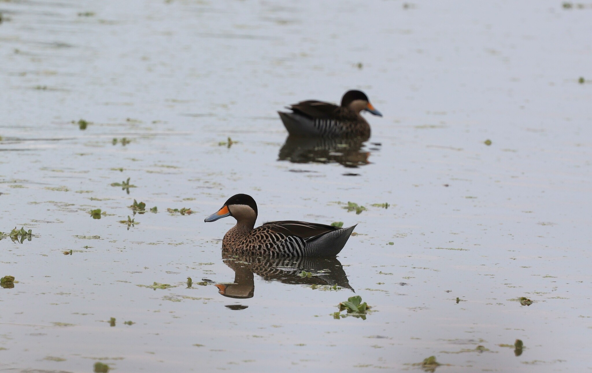 Silver Teal (Spatula versicolor), photo 8