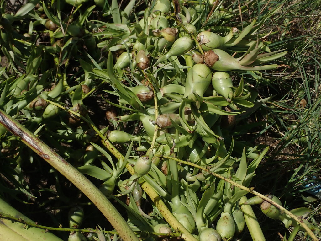 Furcraea tuberosa 2