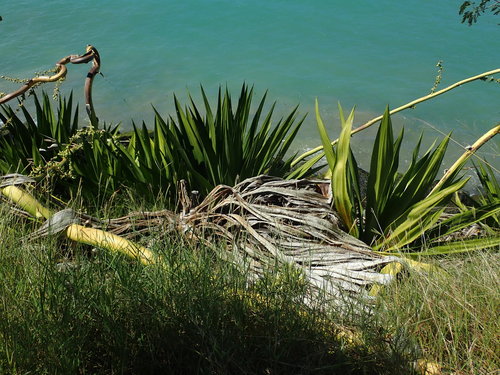Image of Furcraea tuberosa by (c) Daniel Cahen, some rights reserved (CC BY)
