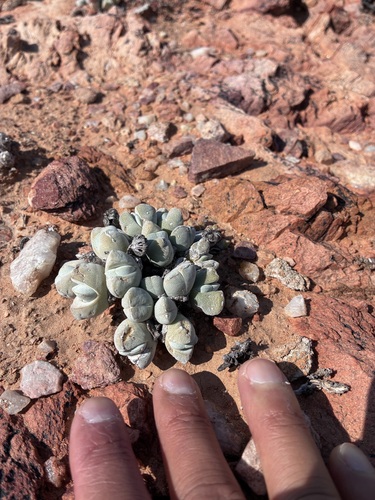Cheiridopsis glomerata