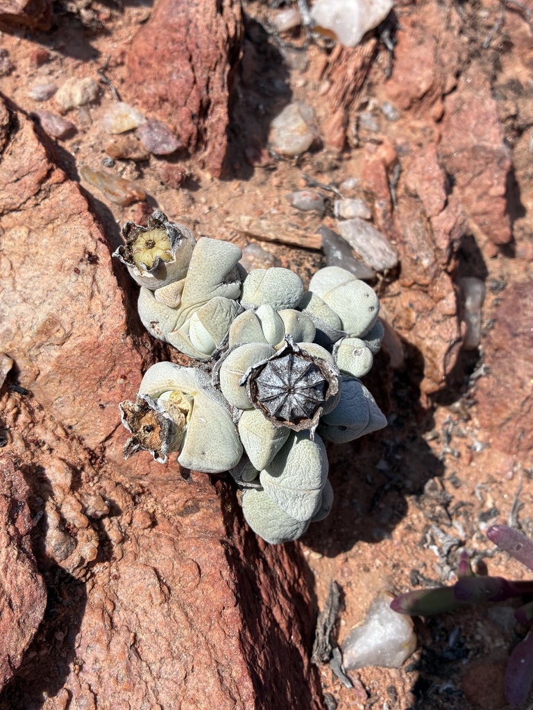 Cheiridopsis glomerata, Namakwa, ZA-NC, ZA