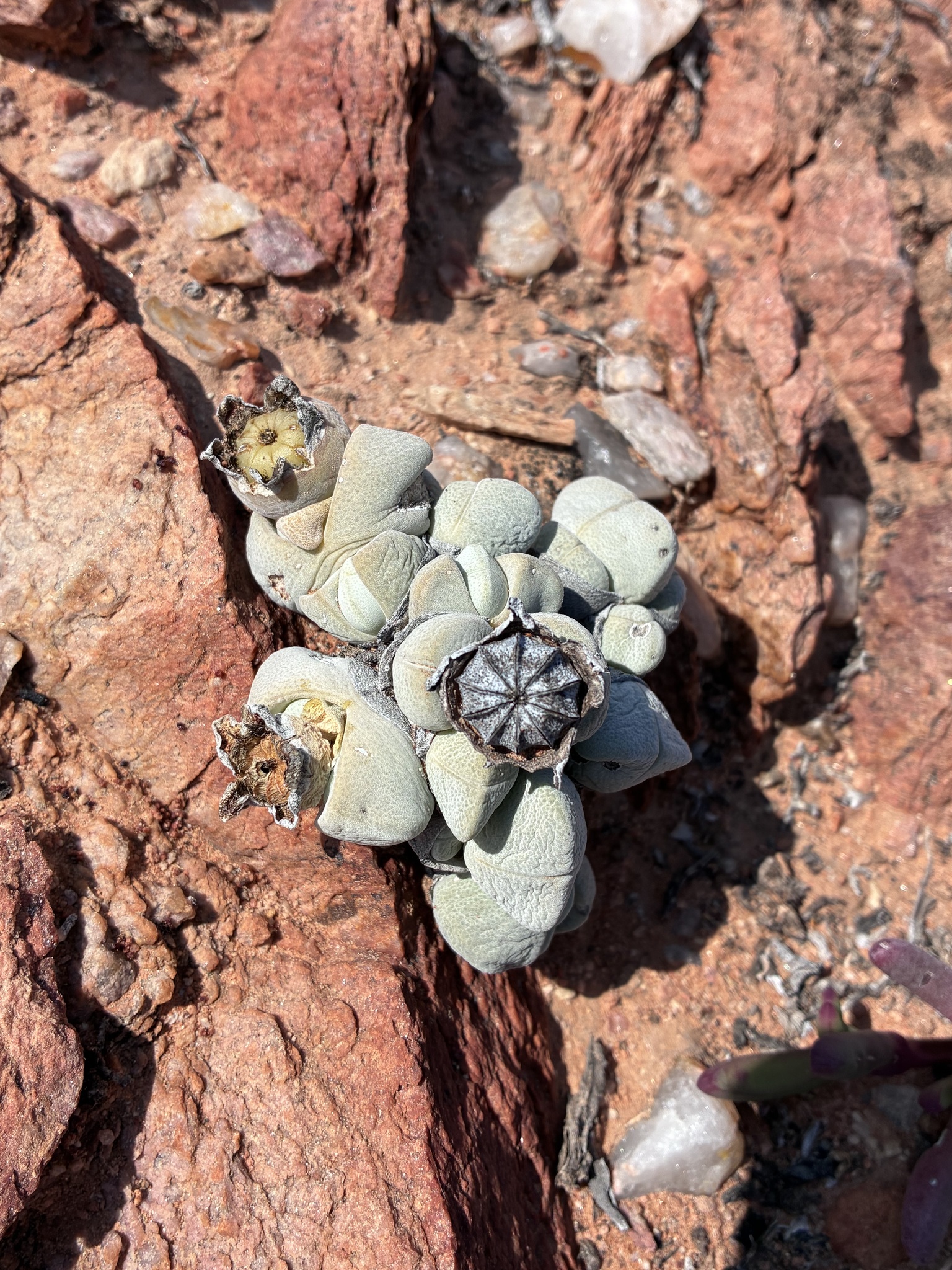 Cheiridopsis glomerata