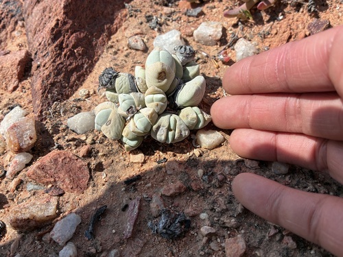 Cheiridopsis glomerata