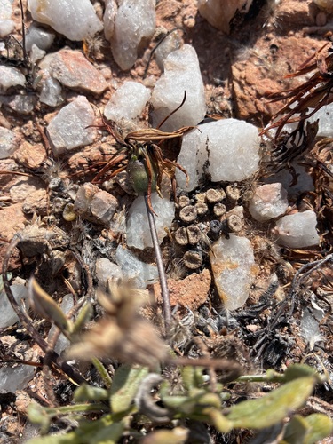 Conophytum obscurum