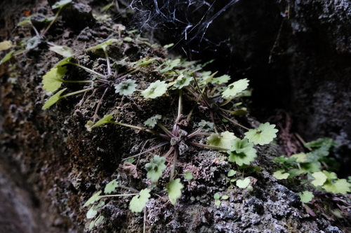 Primulina danxiaensis, photograph 3