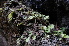 Primulina danxiaensis, photograph (c) 王天明, some rights reserved (CC BY)
