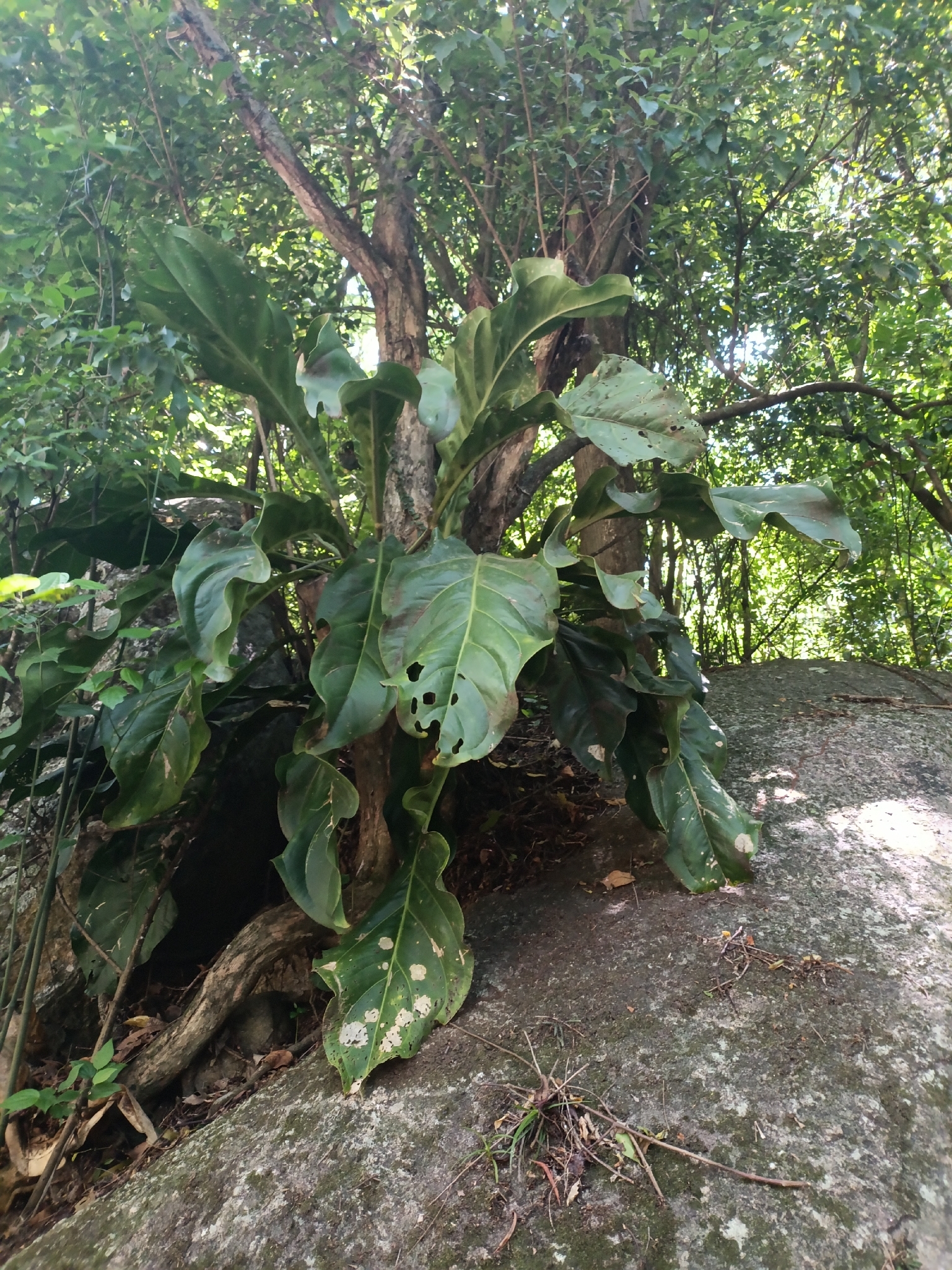 Anthurium solitarium Schott 2