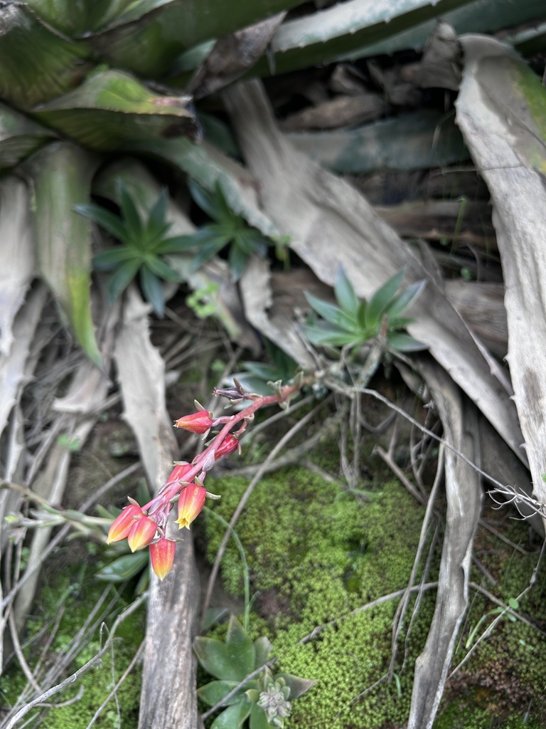 Echeveria chiclensis, LM-738, Lima, PE