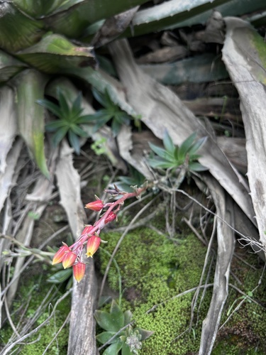 Echeveria chiclensis