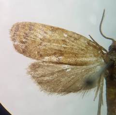 Sparganothis niteolinea