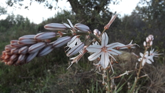 Asphodelus serotinus