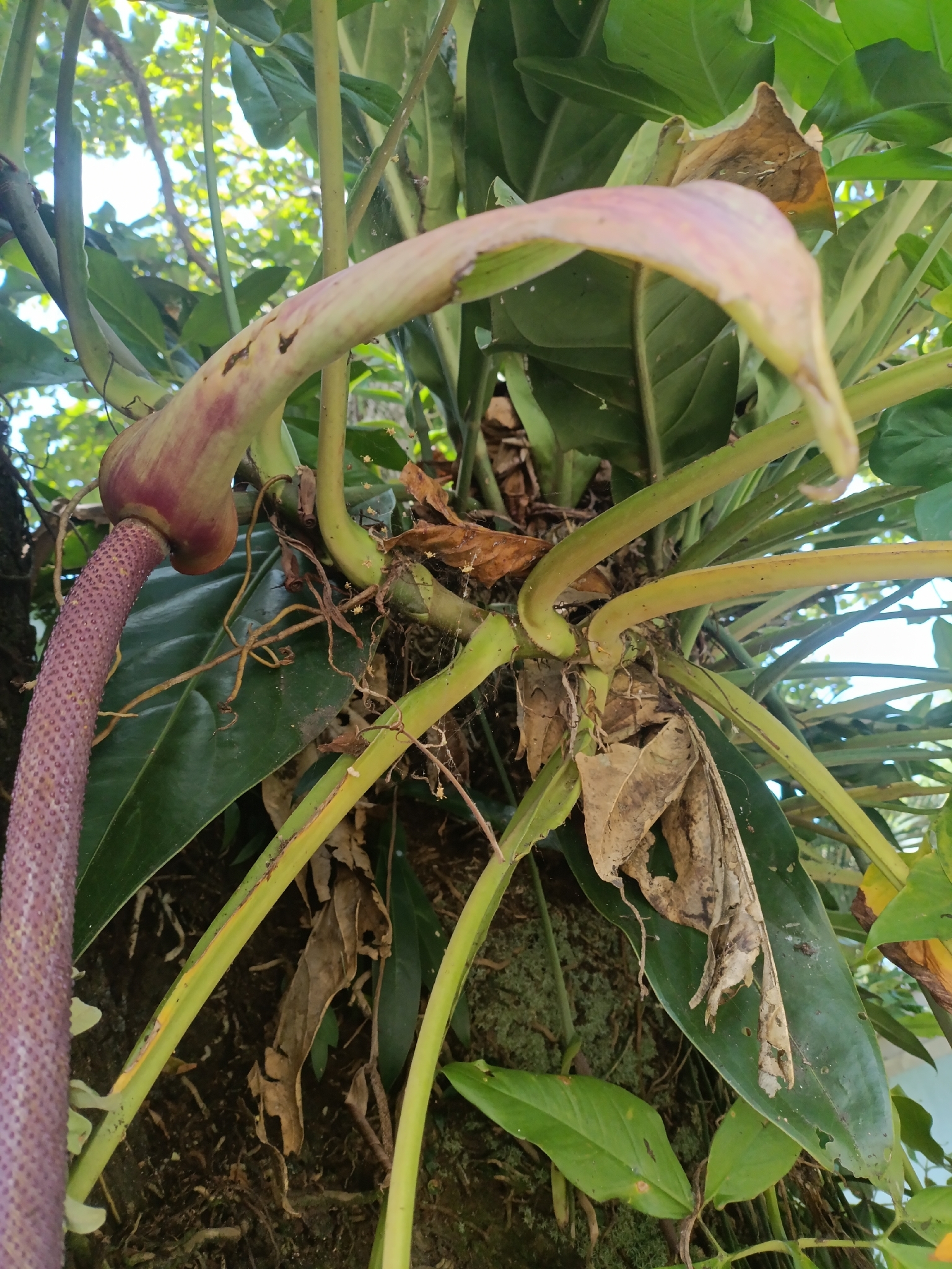 Anthurium solitarium Schott 3