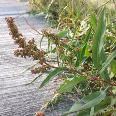 Rumex mexicanus