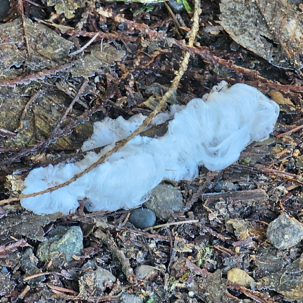 Exidiopsis effusa · January 2026 · photo: © david_dyck (iNaturalist, cc-by)