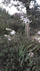 Asphodelus serotinus