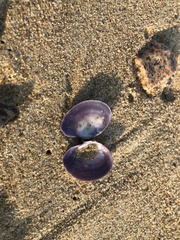 Nuttallia japonica