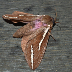 Abantiades latipennis