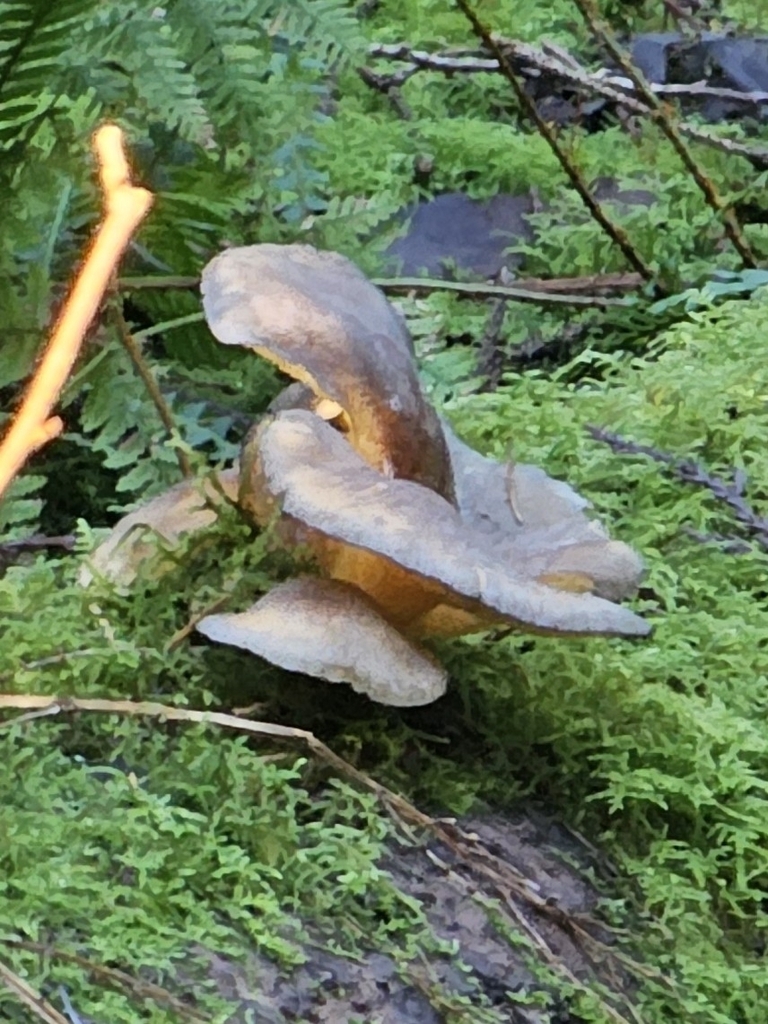 Sarcomyxa serotina · January 2026 · photo: © david_dyck (iNaturalist, cc-by)