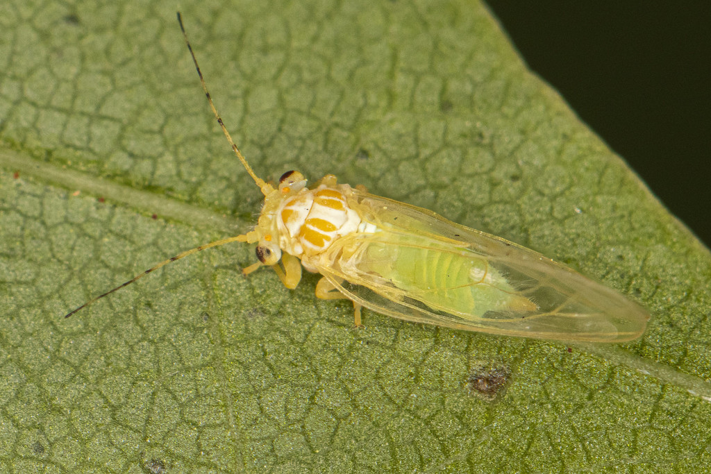 Cacopsylla annulata