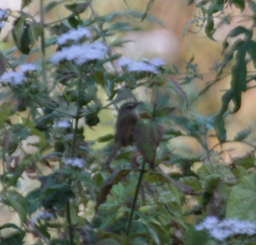 Black-throated Prinia (Prinia atrogularis), photo 3