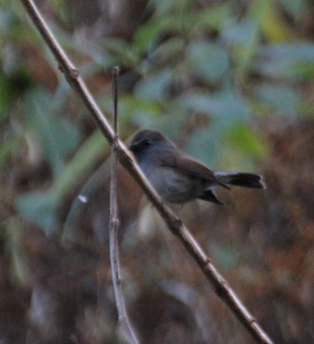 Rufous-gorgeted Flycatcher (Ficedula strophiata), photo 5