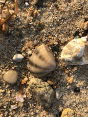 Macridiscus aequilatera