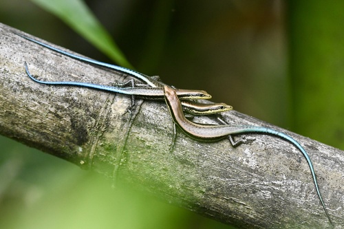 Black Mabuya, Exila nigropalmata