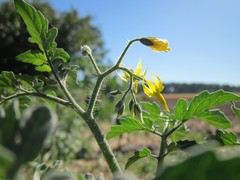 Solanum lycopersicum cerasiforme