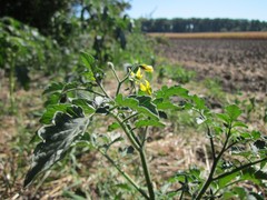 Solanum lycopersicum cerasiforme