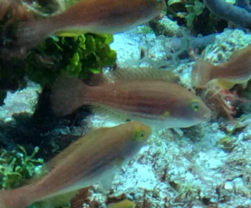 Greenblotch parrotfish (Sparisoma atomarium) — Scaridae