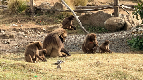 Gelada