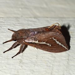 Abantiades latipennis