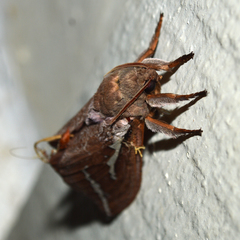 Abantiades latipennis