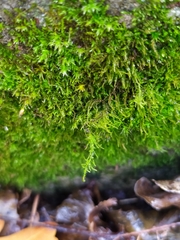 Amblystegium