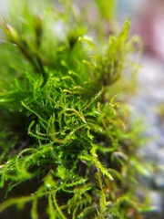Amblystegium