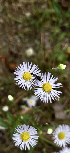 Unknown species found near United States