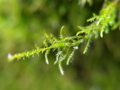 Amblystegium