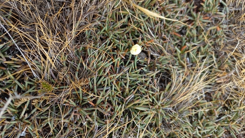 Ephedra frustillata, photograph 6