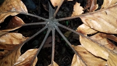 Cecropia sciadophylla