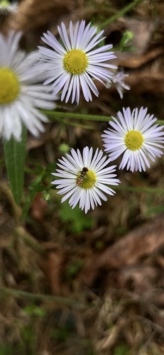 Unknown species found near United States