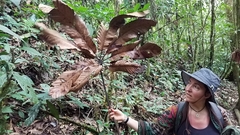 Cecropia sciadophylla